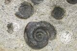 Plate of Devonian Ammonite Fossils - Morocco #259692-2